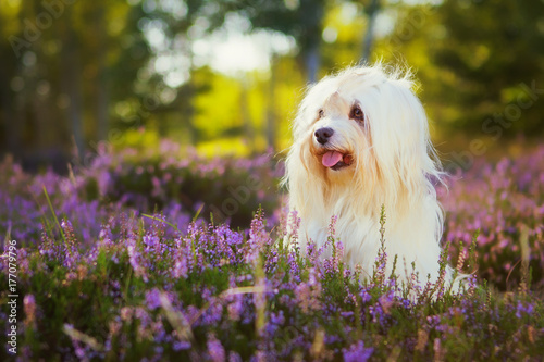 Havanese dog photo