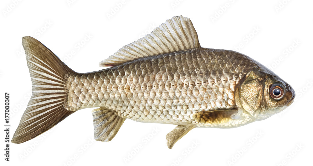 Fish isolated, river crucian carp Fish isolated, river crucian carp