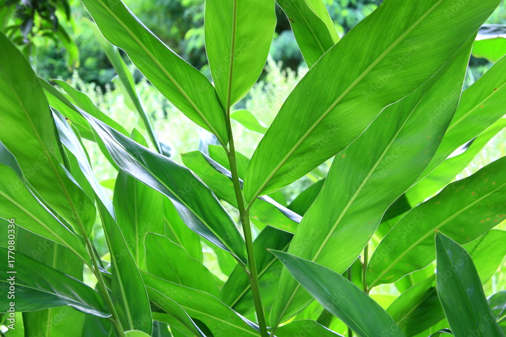 Green leaves with background Green leaves with background