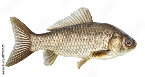 Fish isolated, river crucian carp