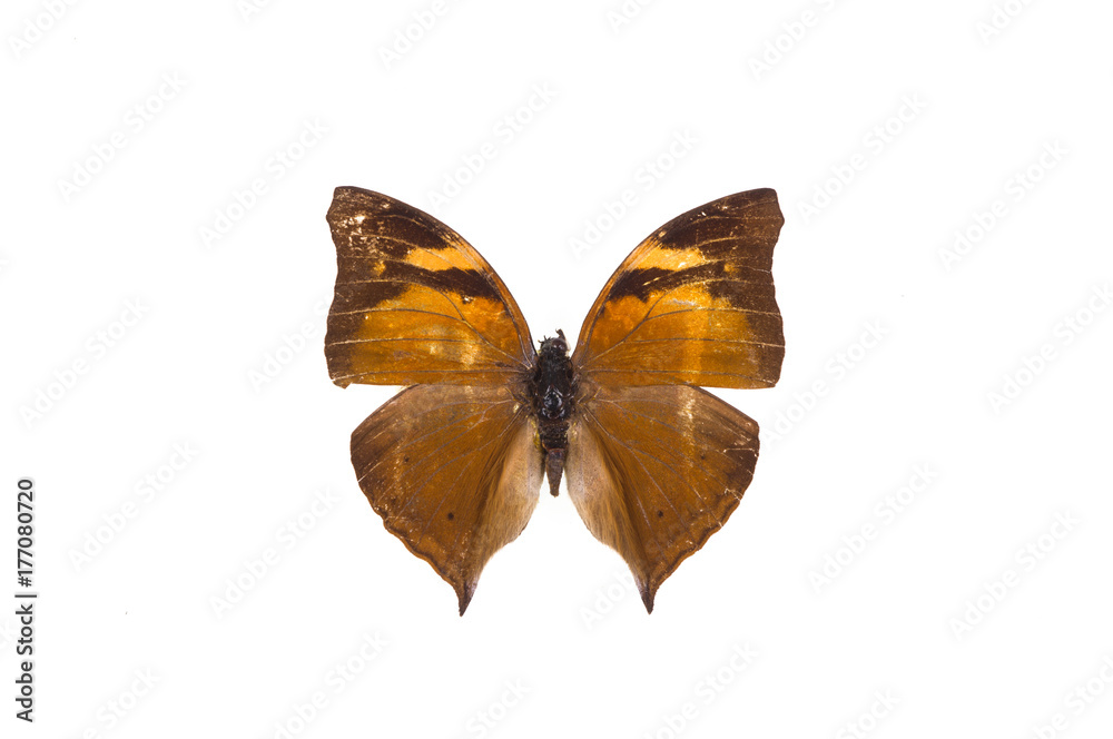 exotic butterfly on white isolated background, close-up, top view exotic butterfly on white isolated background, close-up, top view
