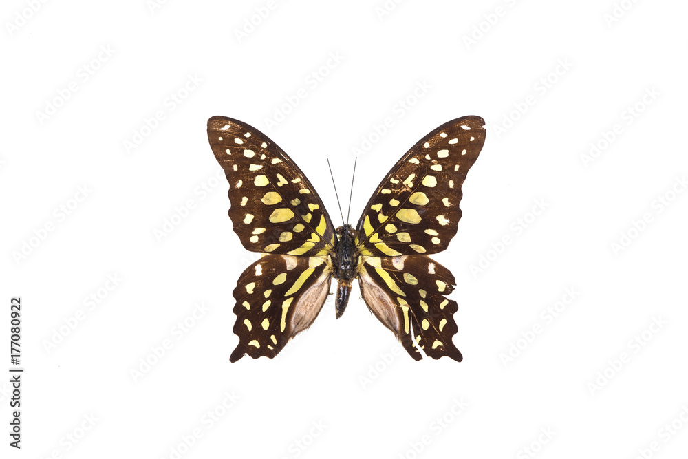 Fototapeta premium exotic butterfly on white isolated background, close-up, top view