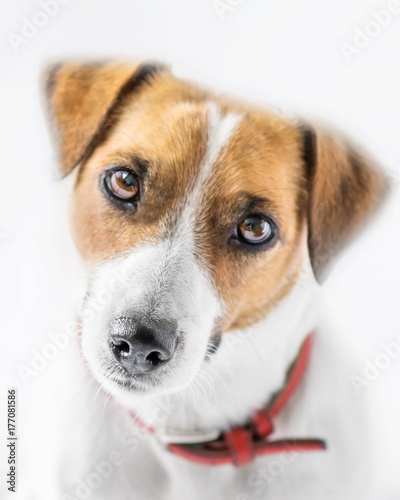 A close-up portrait of a beautiful cute small dog Jack Russell Terrier looking into camera on white background. Studio shot © Tetiana