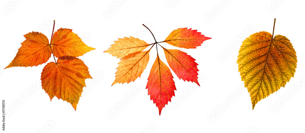 Set of autumn leaves on a white background. An isolated object.