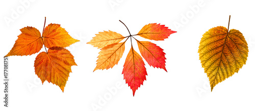 Set of autumn leaves on a white background. An isolated object.