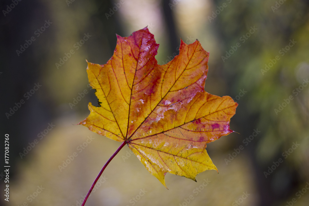 maple leaf maple leaf