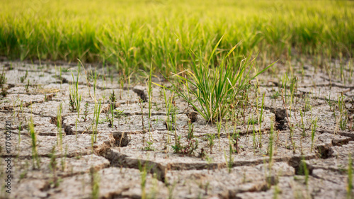 Dry crack earth at rice field