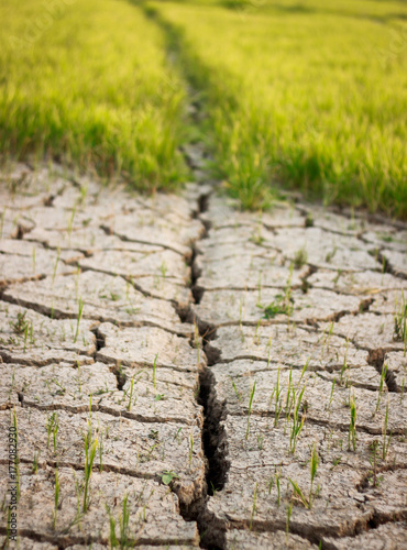 Dry crack earth at rice field