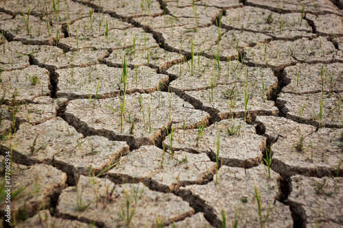 Dry crack earth at rice field