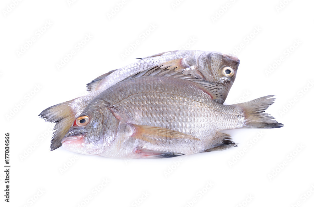fresh Picnic sea-bream whole round on white background