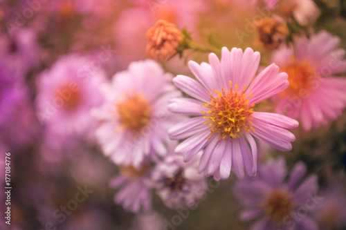 pink flower with a colored background