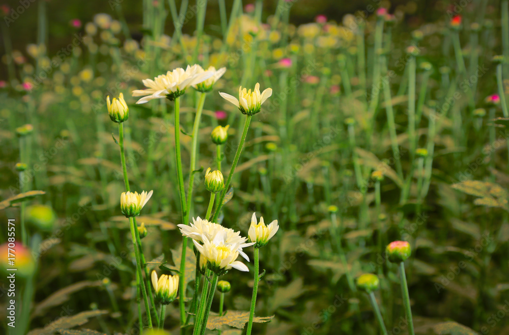 Obraz premium beautiful flower blossom