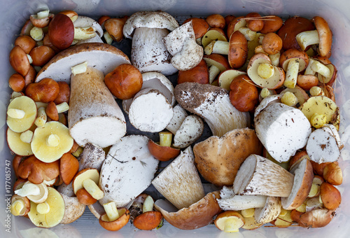 Set of edible mushrooms in a plastic container.