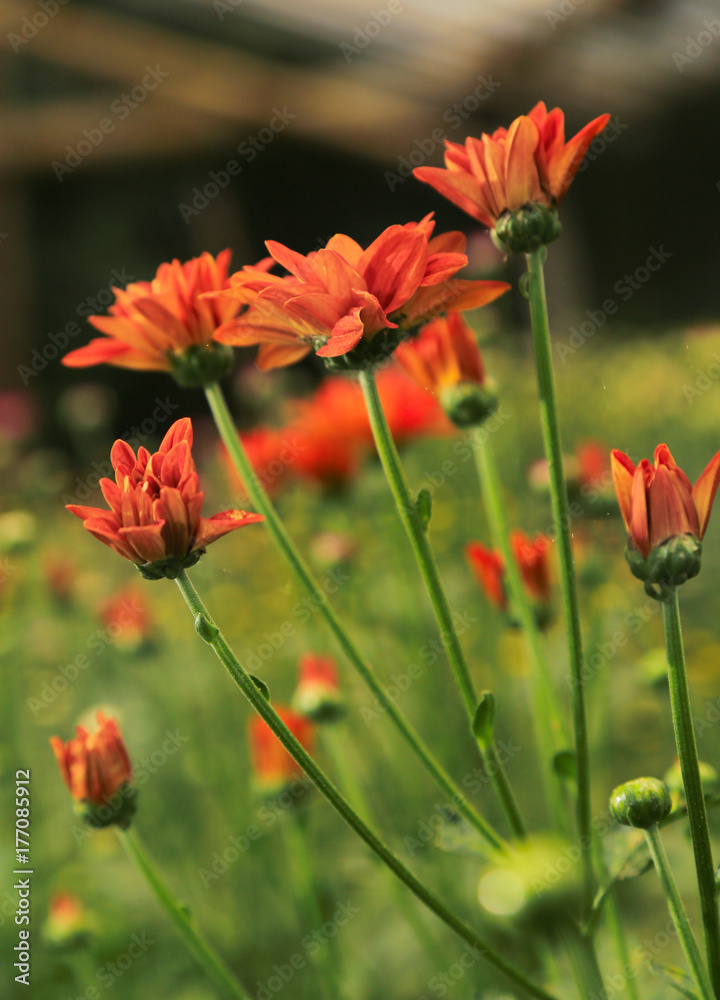 beautiful orange flower blossom 