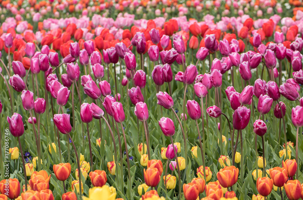 Fototapeta premium colorful tulips flowers blooming in a garden