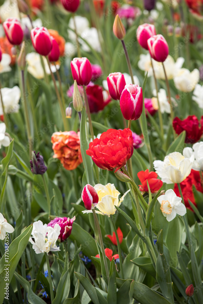 colorful tulips flowers blooming in a garden