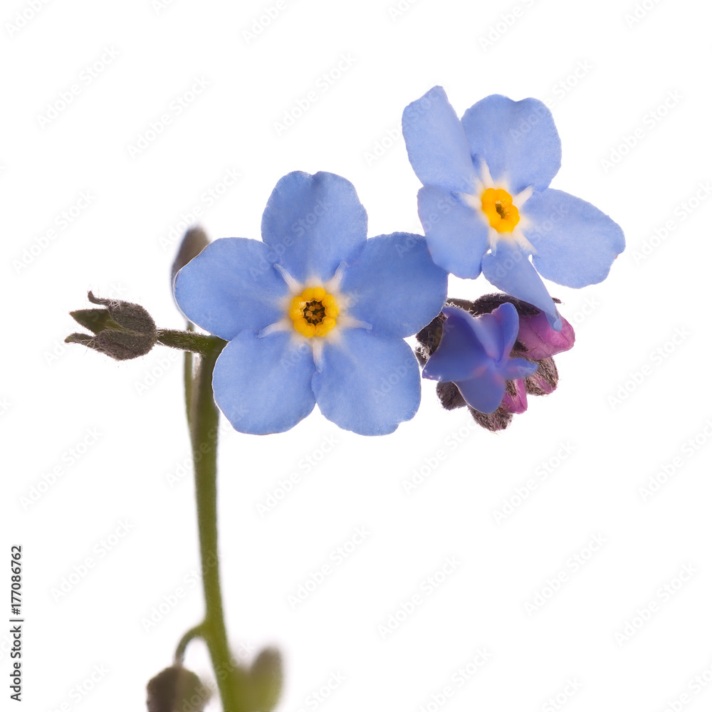 Flower bud blossoms Forget-me-nots isolated on white background.