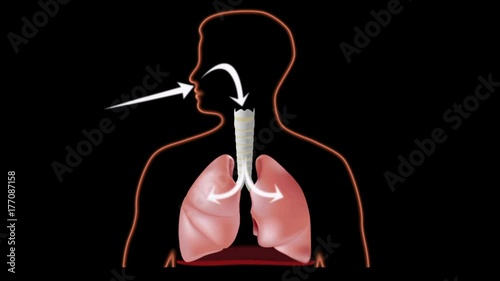 Breathing loop animation with air flow indicated 