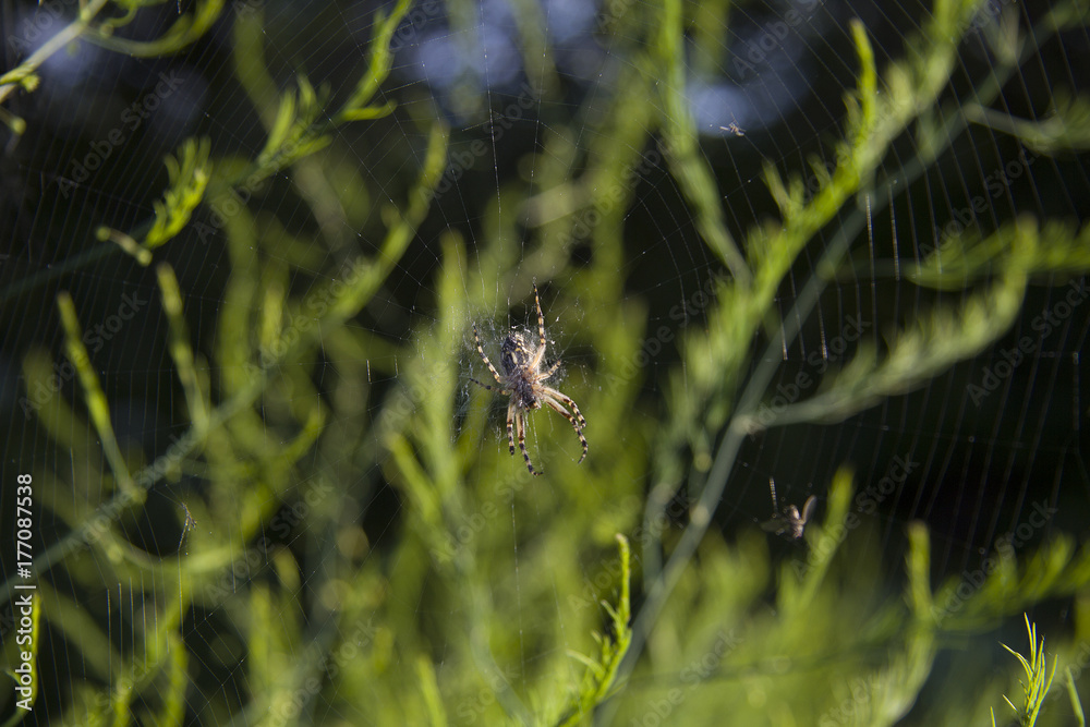 Spider and cobweb in the background of asparagus greens