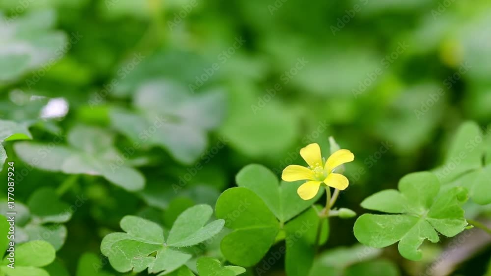 Clover and little yellow flower Clover and little yellow flower