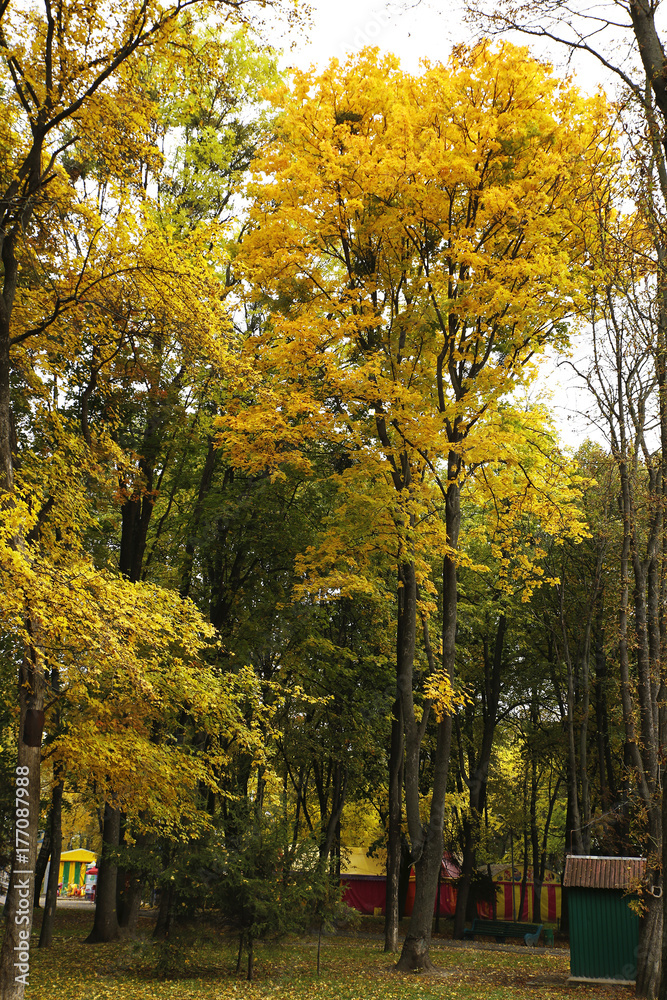 Naklejka premium Different views of autumn scenery