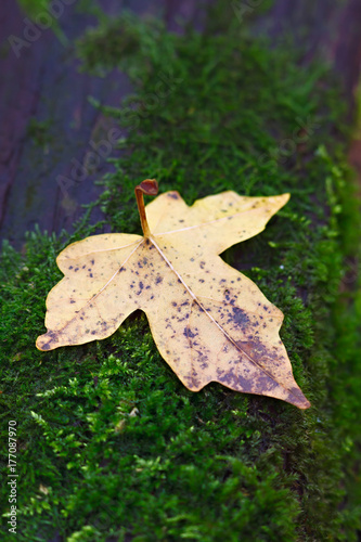 The yellow leaf of the maple lies on the green moss. Selective focus