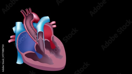 Heart blood flow loop animation
