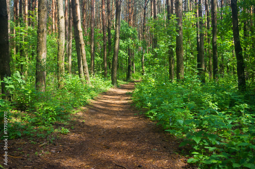 path in the woods path in the woods