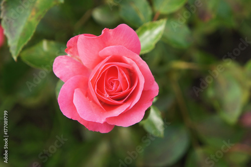 Pink tea hybrid rose flower head with green