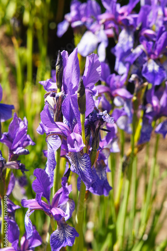 Fototapeta Naklejka Na Ścianę i Meble -  Siberian iris blue or purple flowers in sunlight