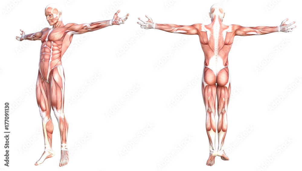 Conceptual Hand Writing Showing Body Sculpting. Business Photo Text  Activity of Increasing the Body S is Visible Muscle Stock Illustration -  Illustration of body, care: 183350980