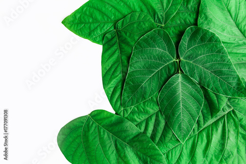 Green leaves background with copy space for text