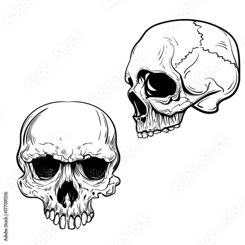 hand drawn anatomy skull . Vector