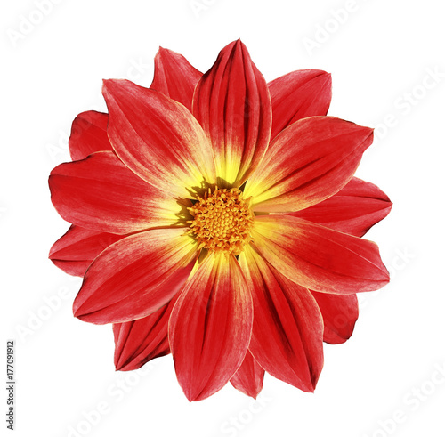 Red-yellow flower daisy on a white isolated background with clipping path. Closeup. Nature.