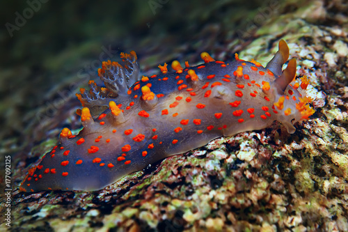 nudibranch clam underwater photo macro