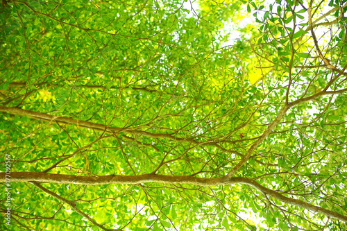 Tree foliage in the tropics