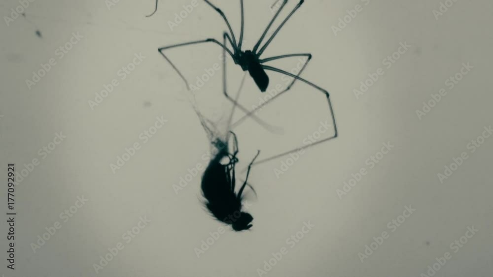 Trapped fly being mummified by large spider