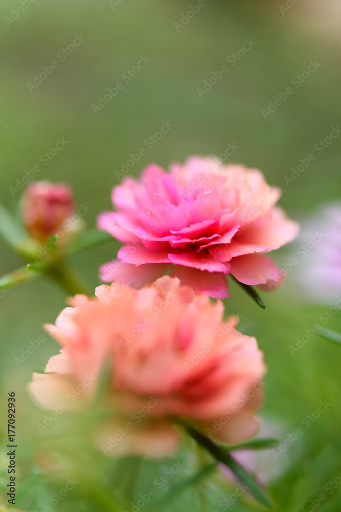 Beautiful small pink flower field with soft pastel background in sunny day,Common Purslane, Verdolaga, Pigweed, Little Hogweed ,Pusley flowers Beautiful small pink flower field with soft pastel background in sunny day,Common Purslane, Verdolaga, Pigweed, Little Hogweed ,Pusley flowers