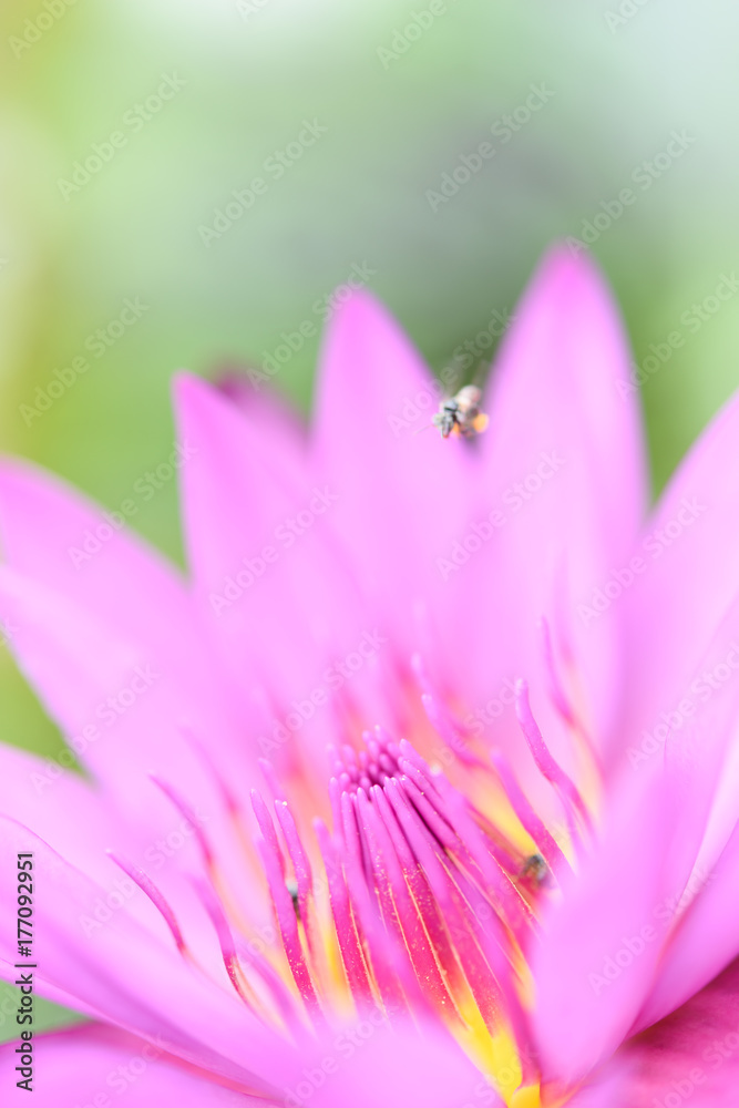 Close up beautiful pink lily flower and yellow pollen background