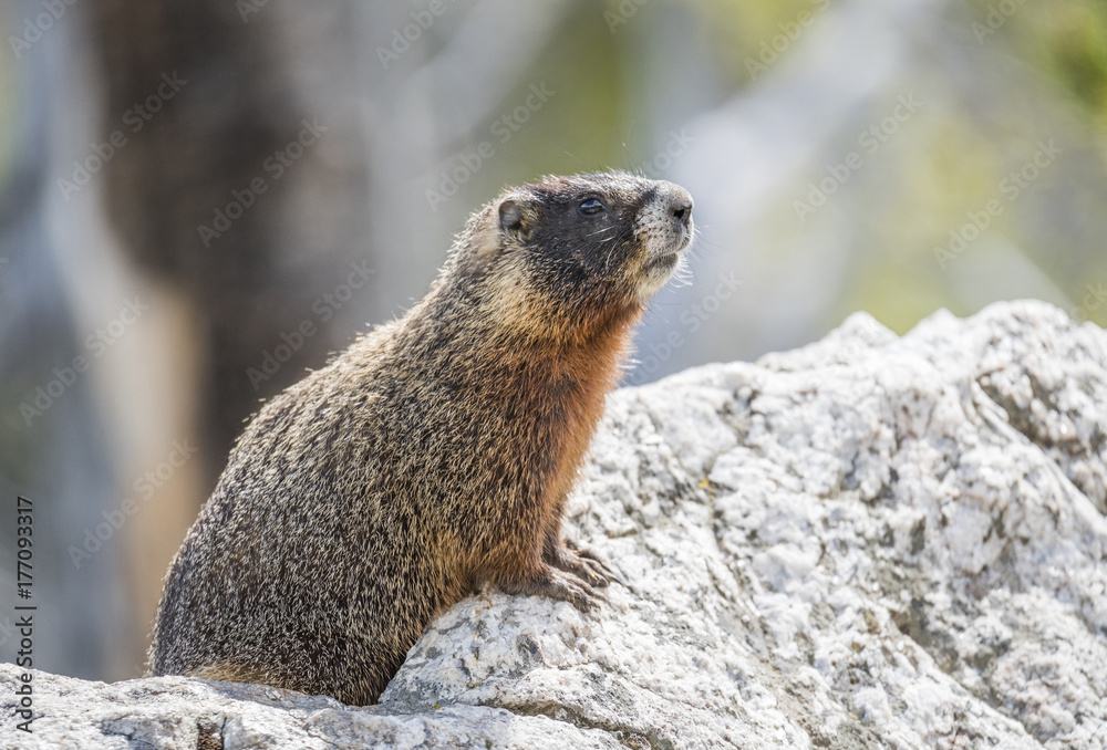 Yellow-bellied marmot Yellow-bellied marmot
