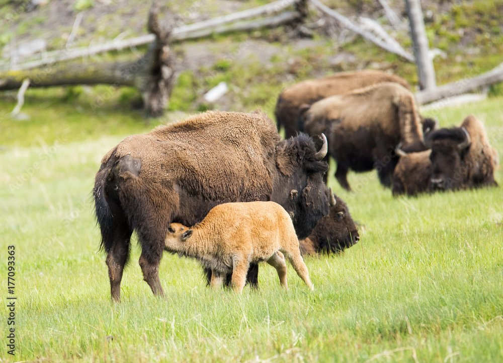 Buffaloes