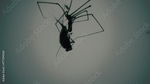 Silhouette creepy spider eating fly