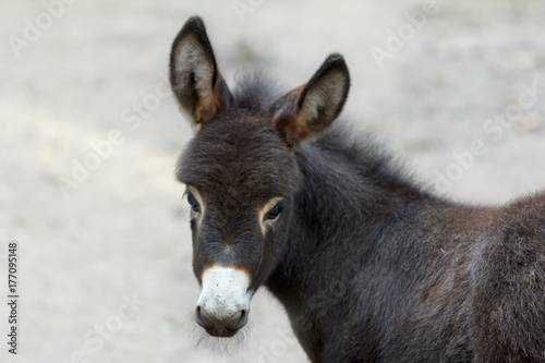 Donkey is a cute young donkey closeup looking into the camera. © bravissimos