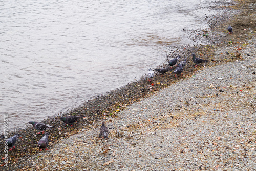 Sahilde kirlilik ve güvercinler © nurettinbey