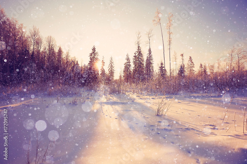 nature landscape winter forest frosted © kichigin19