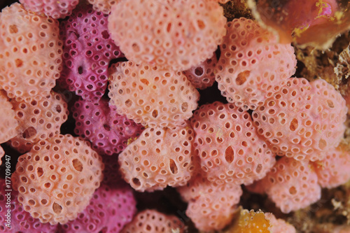 Purple and creamy compound tunicates Hypsistozoa fasmeriana. photo