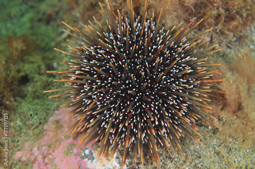 Common sea urchin Evechinus chloroticus (kina). © Daniel Poloha