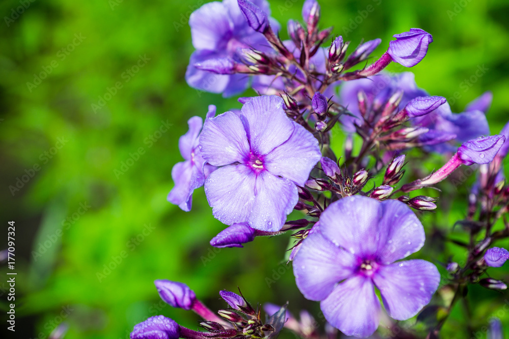Fototapeta premium Blooming phlox in the garden. Shallow depth of fied.
