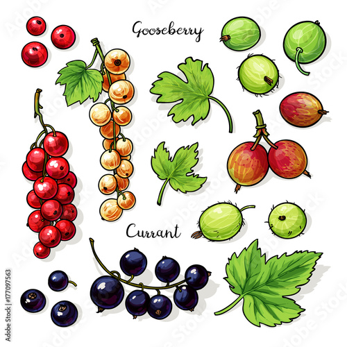 Currant, gooseberry, leaves illustration set isolated on white