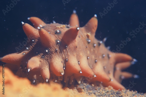 trepang molluscum underwater photo photo